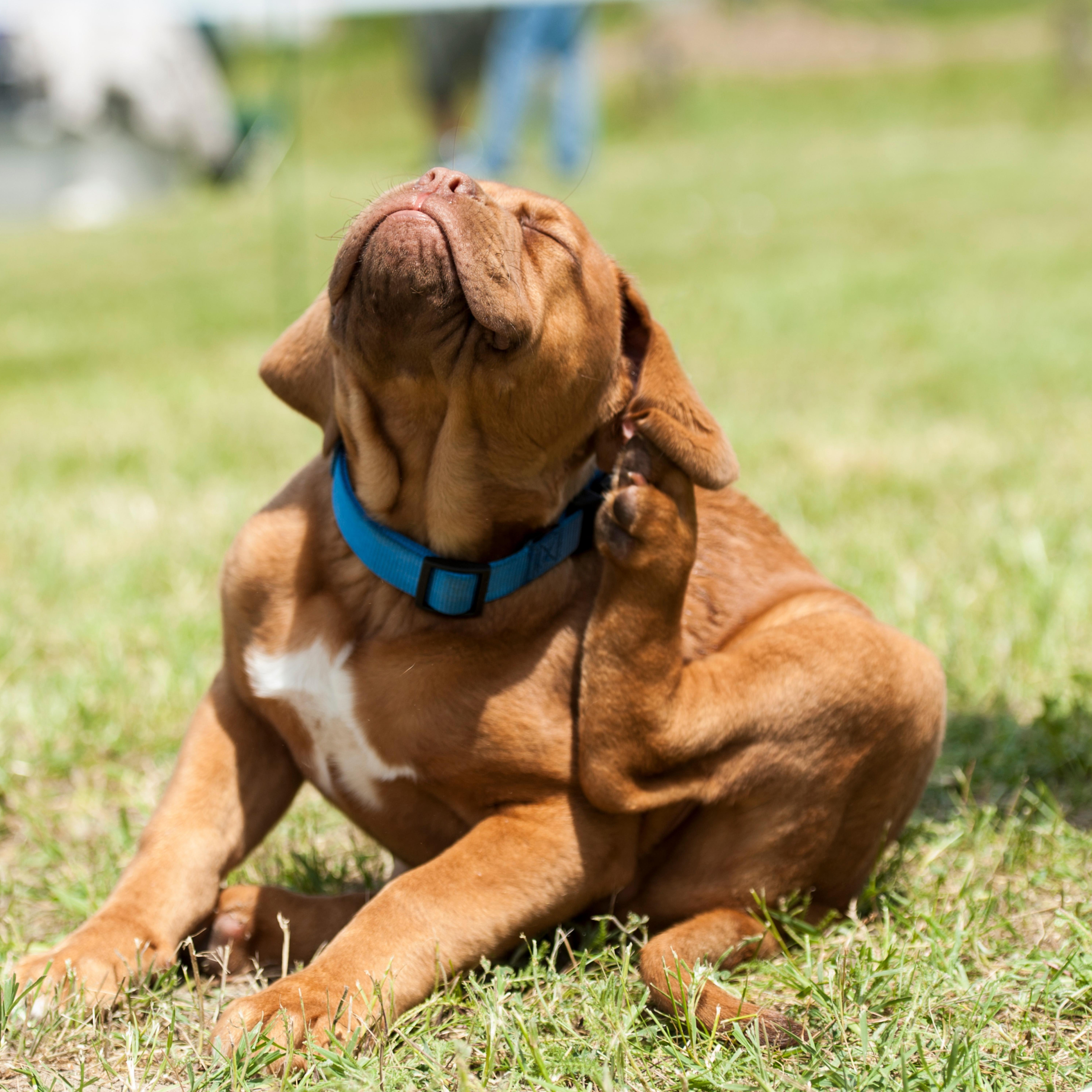Kuidas ära tunda toidutundlikkust koeral ja kassil?